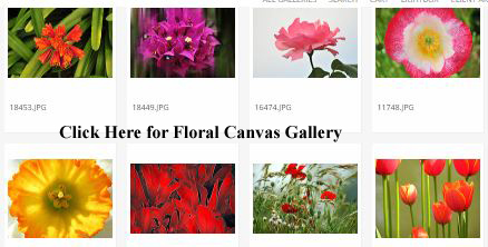 View Floral Canvases Gallery