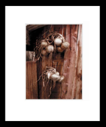 AllotmentOnions.jpg