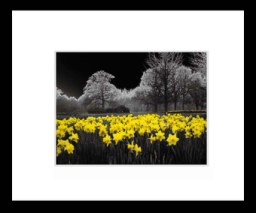 Daffodils.jpg