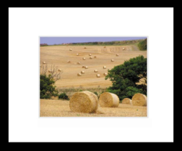 Hayfields.jpg