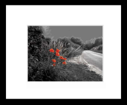 Hedgerowpoppies.jpg