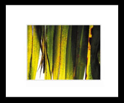Palmleaves.jpg