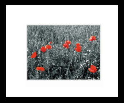 Poppiesongrey.jpg