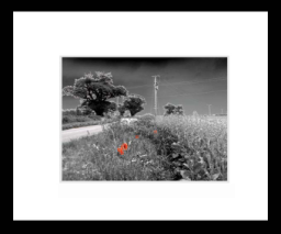 Roadsidepoppies.jpg