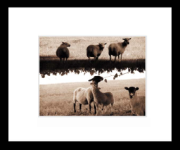 Sepiasheep.jpg