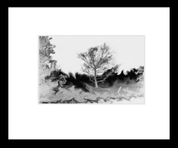 TreeofLife.jpg