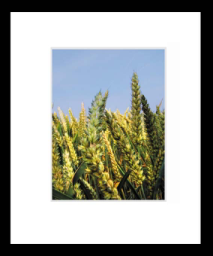 Wheat.jpg