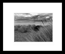 Wildgrass.jpg
